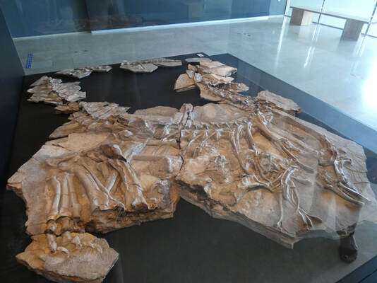 Fósil del terópodo Concavenator corcovatus